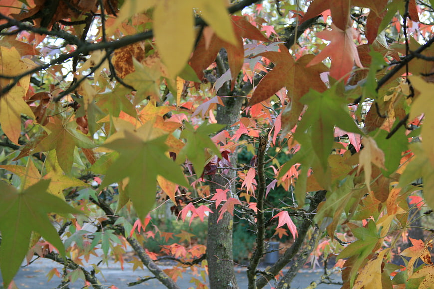 Colorful Autumn Maple Leaves on Tree Branches