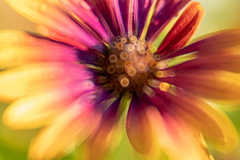 Abstract Macro of Colorful Flower with Bokeh