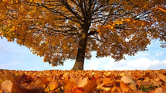 Golden Autumn Tree With Fallen Leaves On Ground