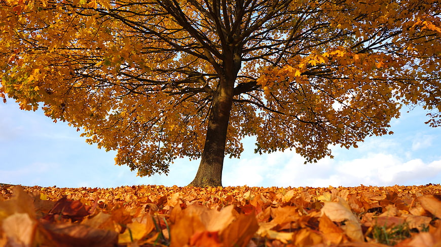 Golden Autumn Tree With Fallen Leaves On Ground