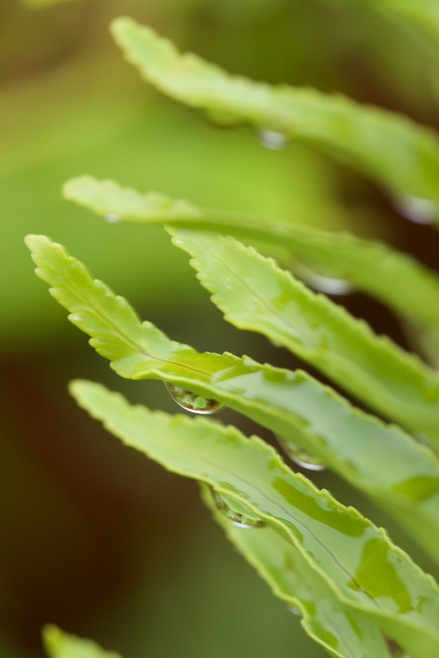 Close-up of Green Fern Leaves with Water Droplets