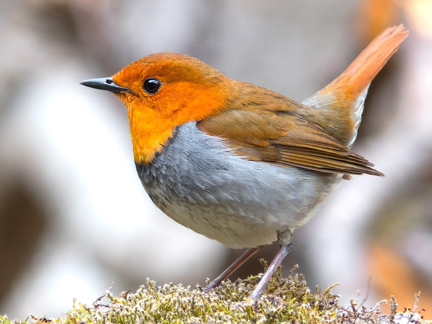 Japanese Robin Perched on Mossy Branch in Forest