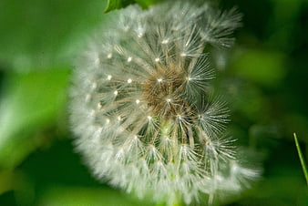 Close-up of a white dandelion seed head on green background