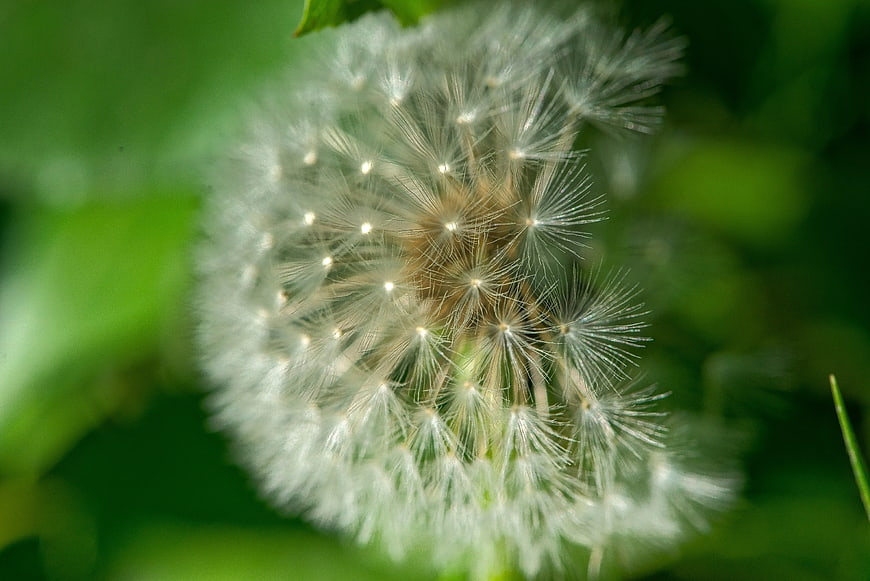Close-up of a white dandelion seed head on green background