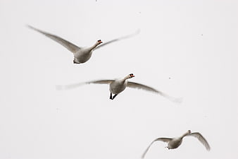 Three white swans flying in formation against a white sky