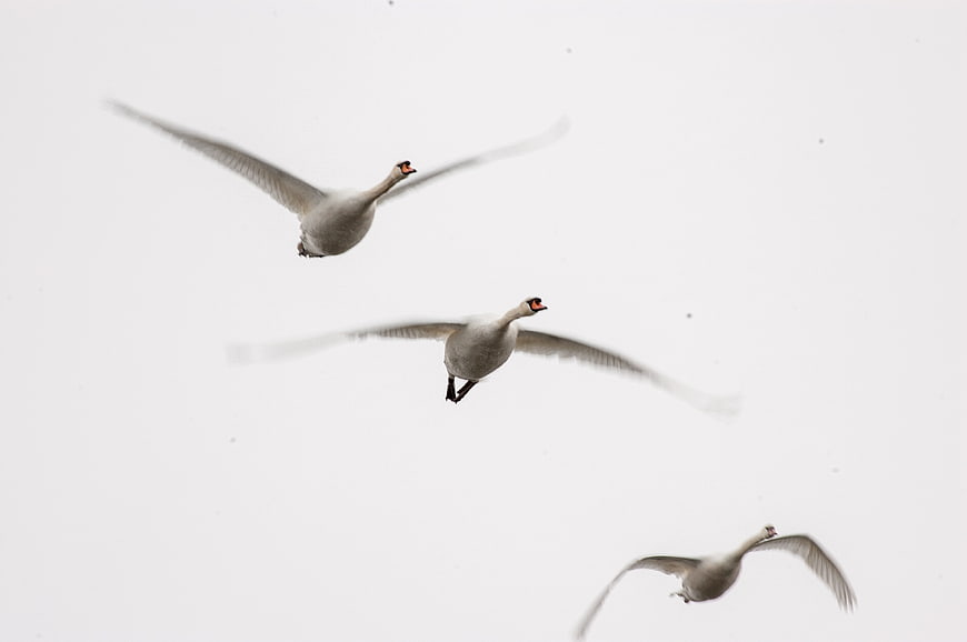 Three white swans flying in formation against a white sky