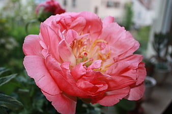Close-up of a vibrant pink peony flower in a garden