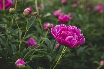 Vibrant Pink Peony Blossom in Green Garden