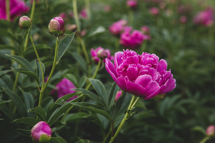 Vibrant Pink Peony Blossom in Green Garden