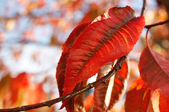 Close-up of vibrant red autumn leaves on a branch
