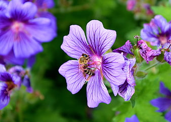 Honeybee Pollinating Purple Geranium Flower Close-Up