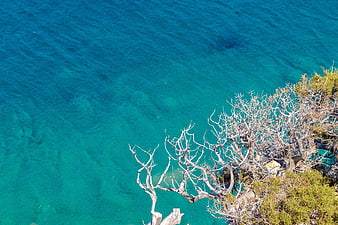 Aerial view of turquoise sea with dead tree branches
