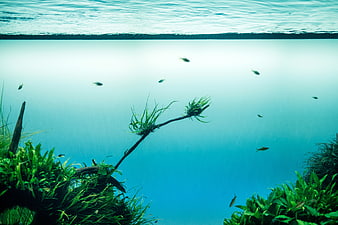 Underwater Aquascape with Fish and Green Plants