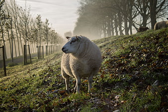 Fluffy sheep standing in misty autumn pasture