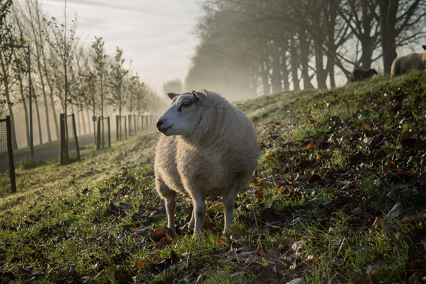 Fluffy sheep standing in misty autumn pasture