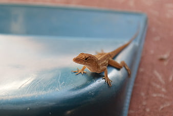 Small Brown Anole Lizard on Blue Plastic Surface