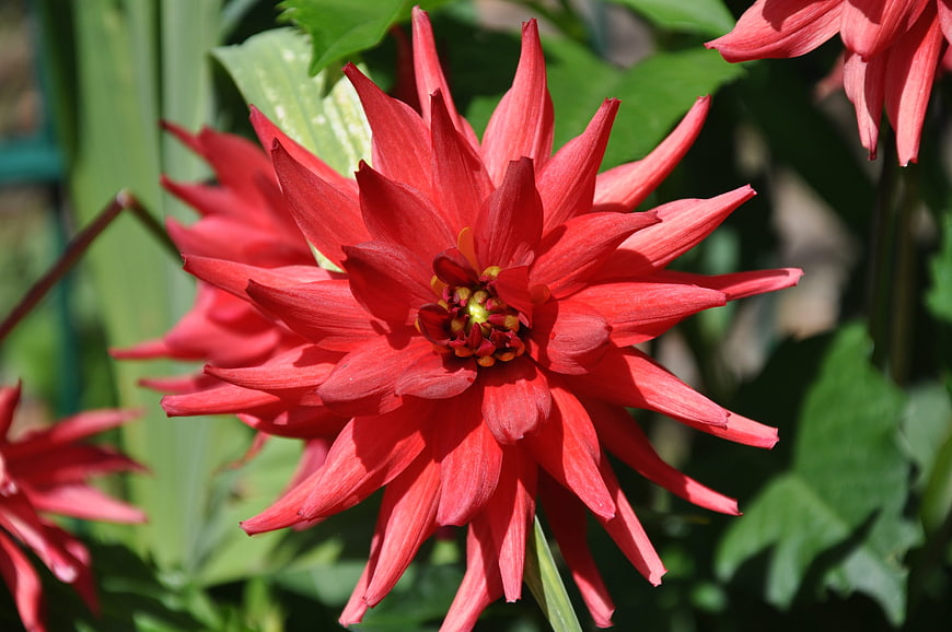 Vibrant Red Dahlia Flower Close-Up in Garden