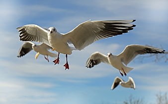 Seagulls Flying in Blue Sky with Wings Spread