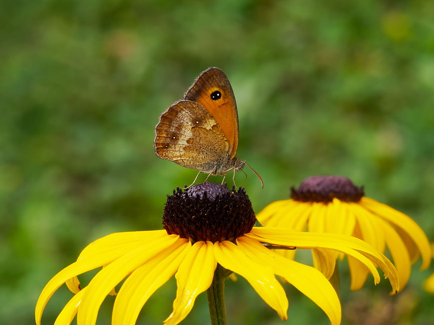 Meadow Brown Butterfly on Yellow Black-Eyed Susan Flower