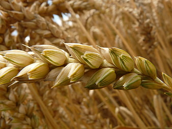 Close-up of ripening wheat ears in a golden field