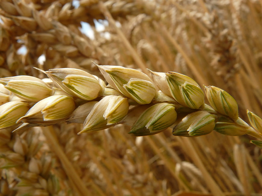Close-up of ripening wheat ears in a golden field