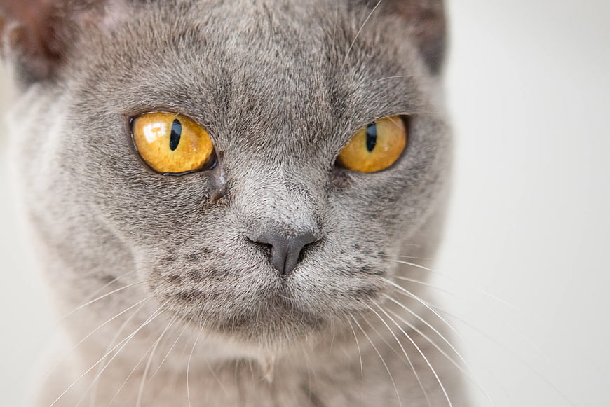 Close-up portrait of a gray cat with striking yellow eyes