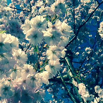 White Cherry Blossoms Against Blue Sky