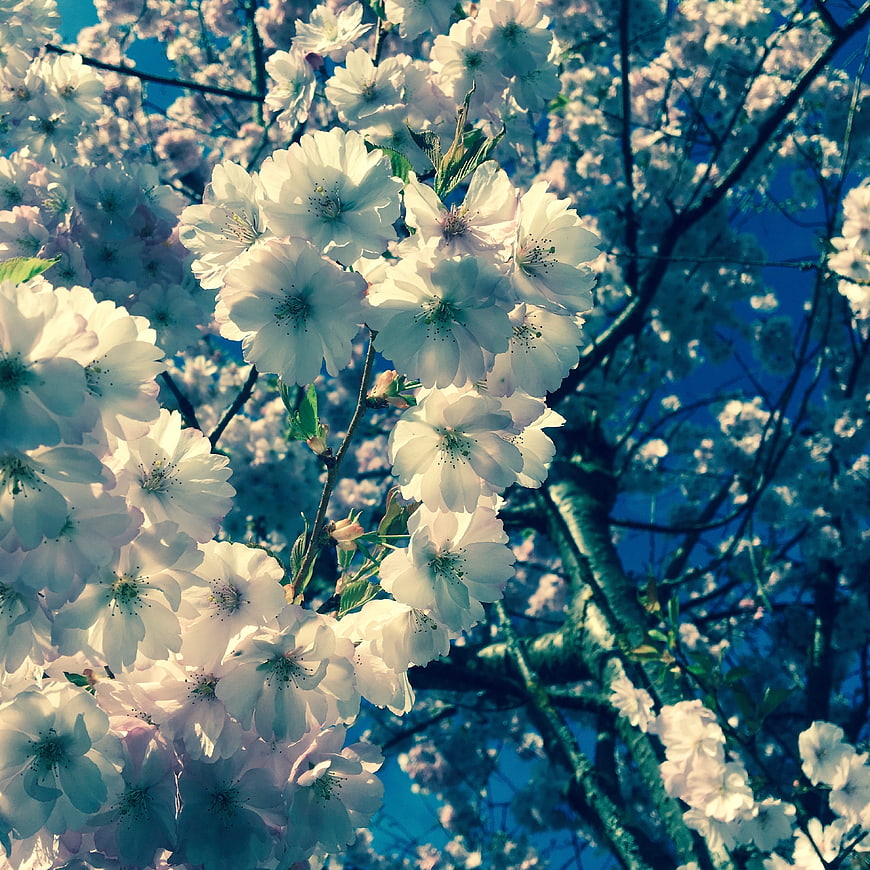 White Cherry Blossoms Against Blue Sky