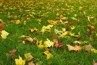 Yellow and brown autumn leaves scattered on green grass