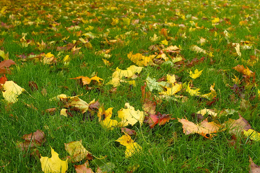Yellow and brown autumn leaves scattered on green grass