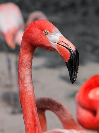 Close-up of a vibrant red flamingo head and neck