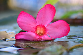 Vibrant Pink Flower Floating on Water Surface