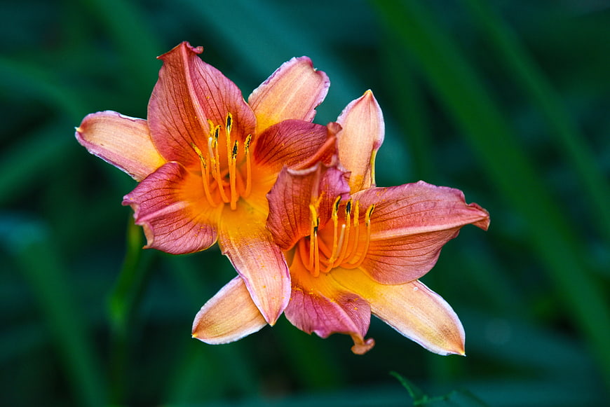 Vibrant Orange and Pink Daylily Blooms Against Blurred Green Background
