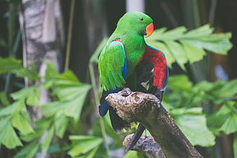 Colorful Eclectus Parrot Perched on a Branch in Jungle