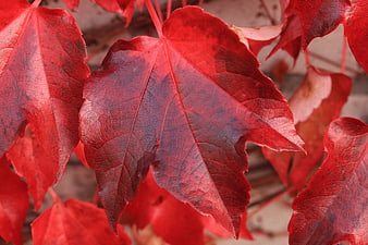 Vibrant Red Autumn Leaves Close Up Nature Photography