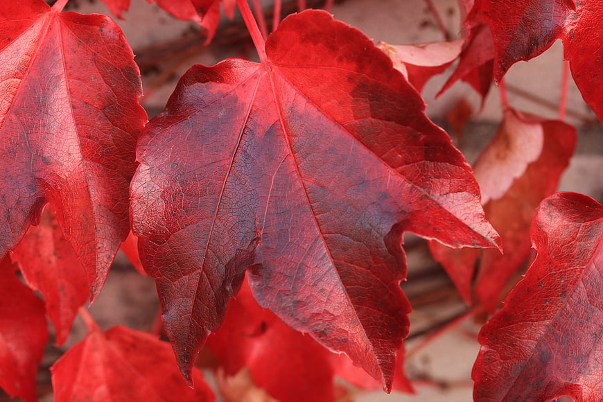 Vibrant Red Autumn Leaves Close Up Nature Photography