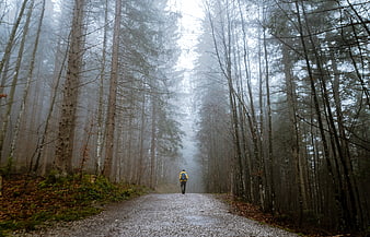 Lone Hiker Walking on Foggy Forest Road