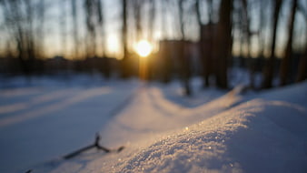Close-up of Sparkling Snow Texture in Winter Forest at Sunset