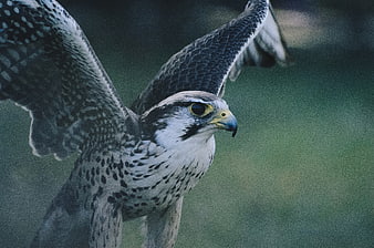 Peregrine Falcon in Flight with Spread Wings