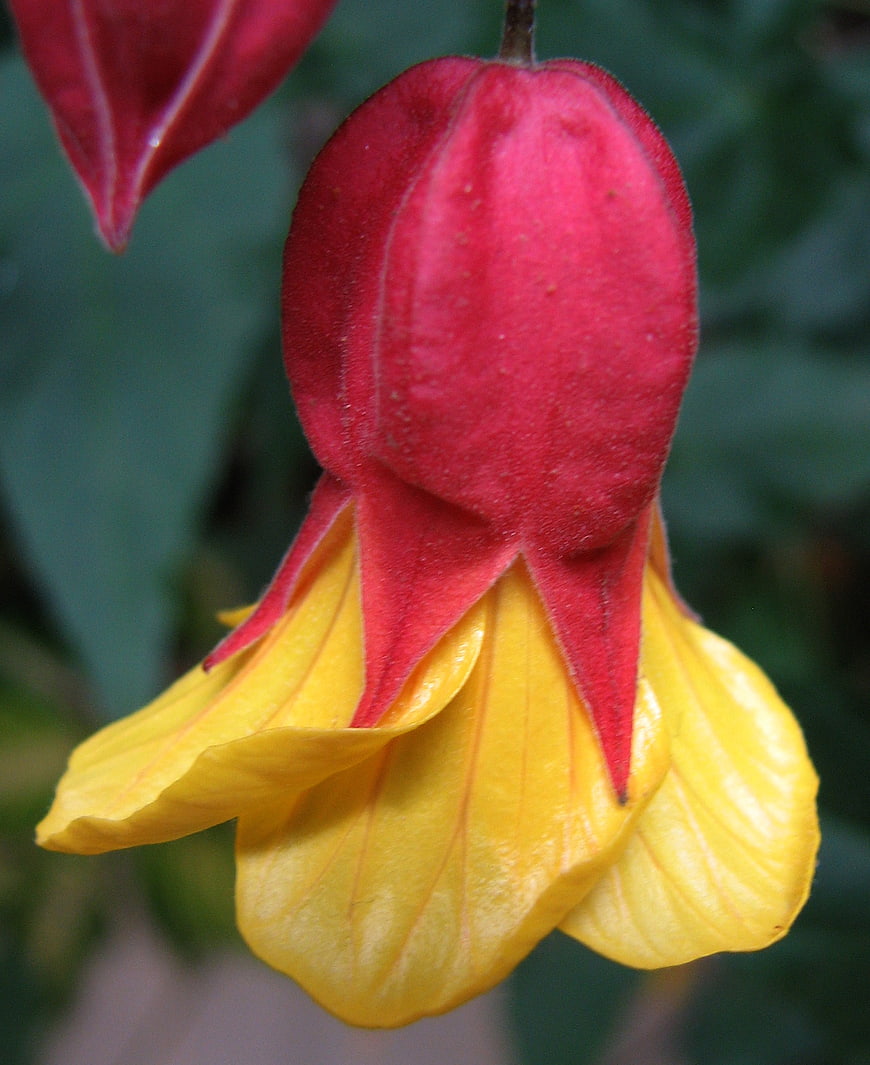 Close-up of Red and Yellow Hanging Flower Bud