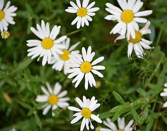 White Daisies with Yellow Centers in Green Meadow