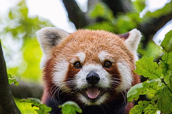 Close-up portrait of a red panda peeking through green leaves