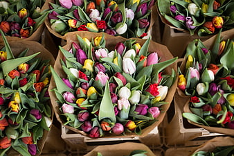 Colorful Tulip Bouquets in Crates