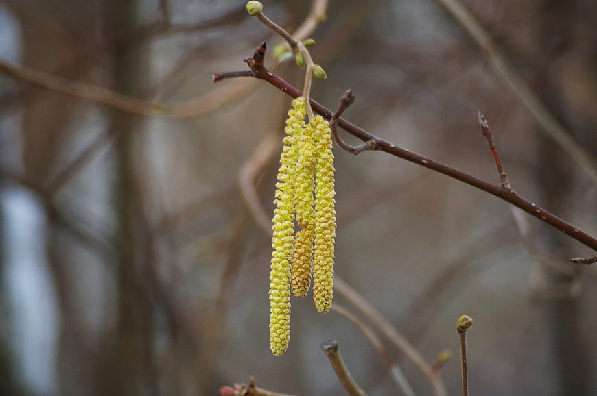 Close-up of yellow hazel catkins on a branch in early spring