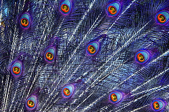 Vibrant Close-Up Of Peacock Feathers With Iridescent Blue And Purple Hues