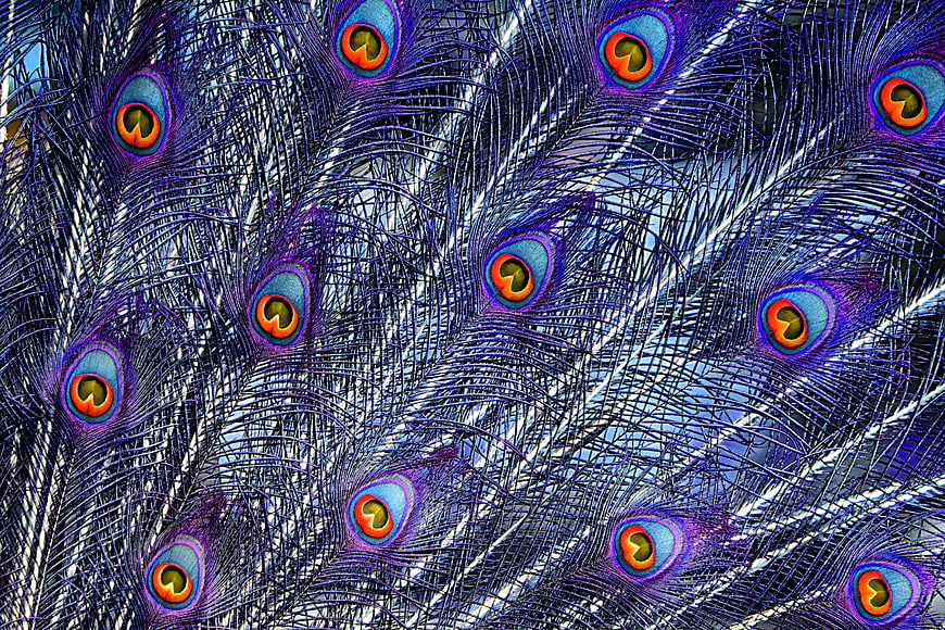 Vibrant Close-Up Of Peacock Feathers With Iridescent Blue And Purple Hues