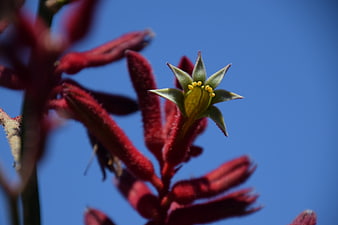 Close-up of Red Kangaroo Paw Flower Against Blue Sky