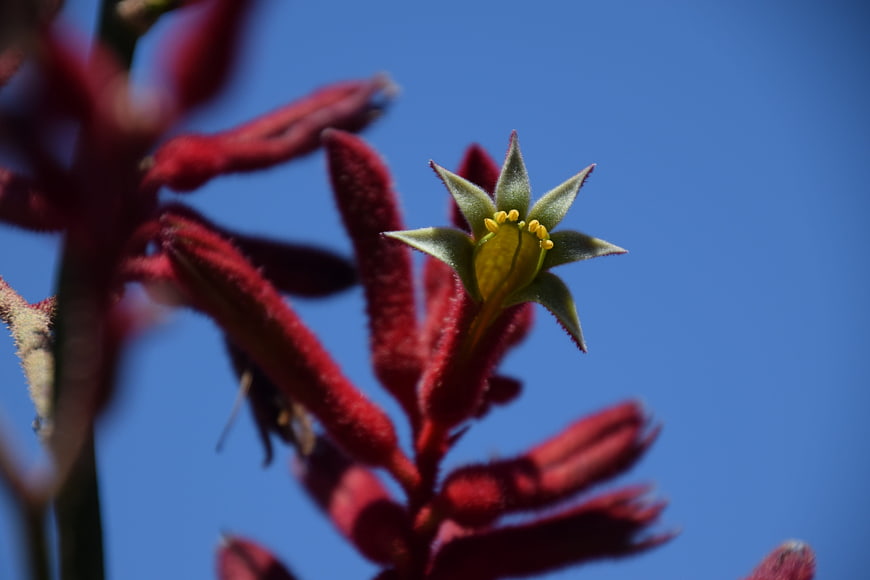 Close-up of Red Kangaroo Paw Flower Against Blue Sky