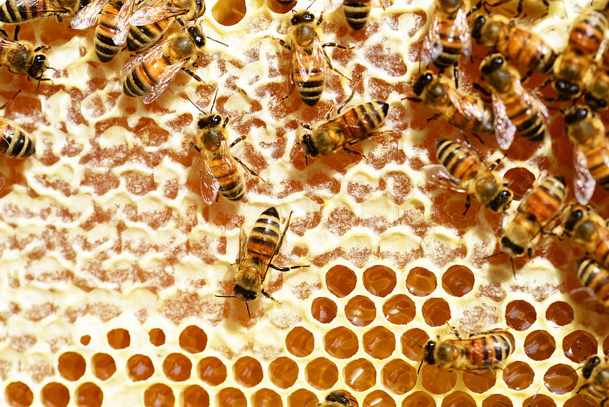 Close-up of honey bees on a golden honeycomb