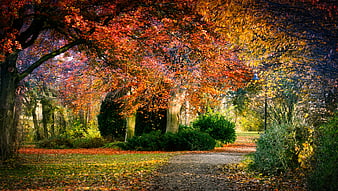 Vibrant Autumn Park Path With Colorful Trees And Fallen Leaves